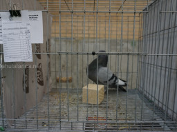 XIV Concurso Exposición de Palomas de Raza en Mula 2024